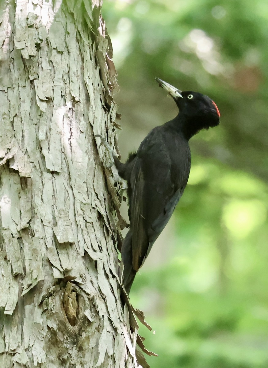 Black Woodpecker - ML620331995