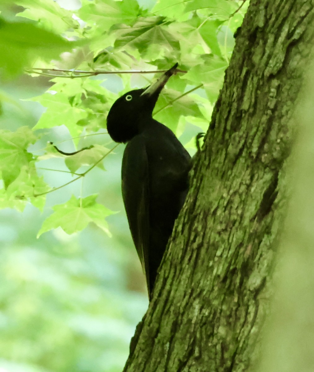Black Woodpecker - ML620331996