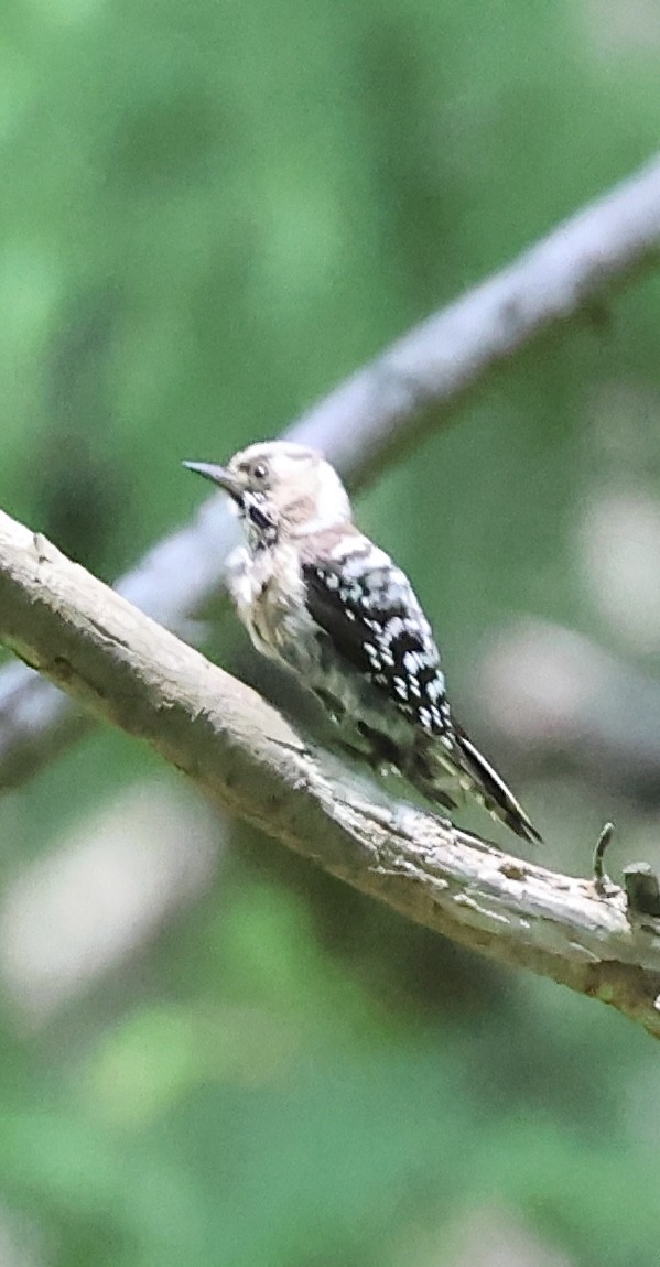 Japanese Pygmy Woodpecker - ML620332001