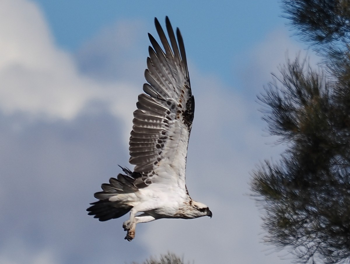 Águila Pescadora (Australia) - ML620332003
