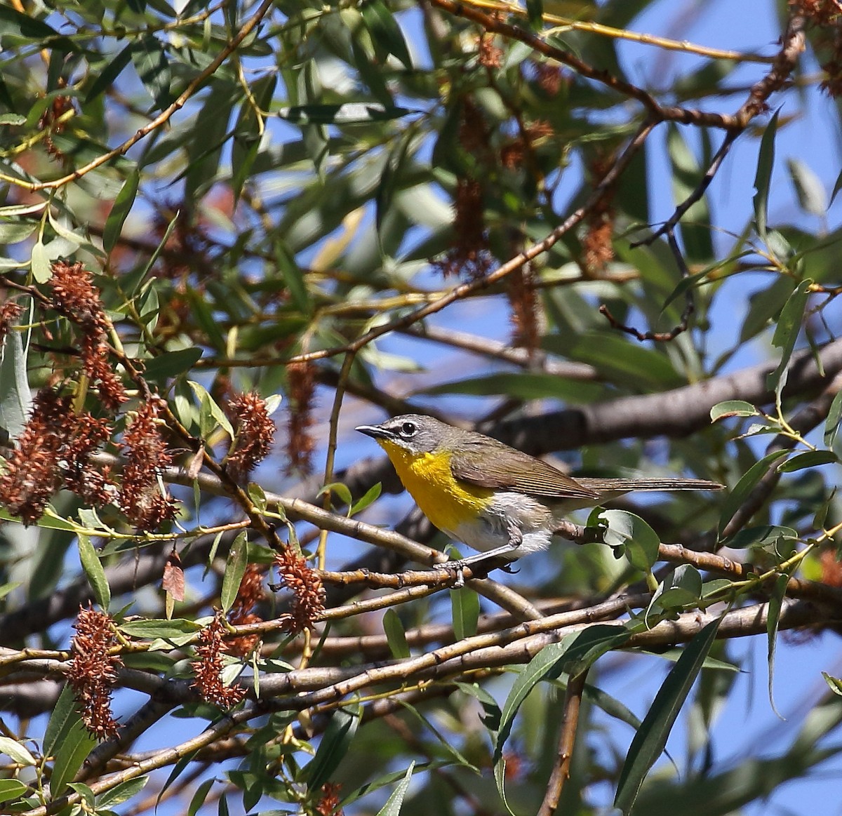 Yellow-breasted Chat - Kent Leland