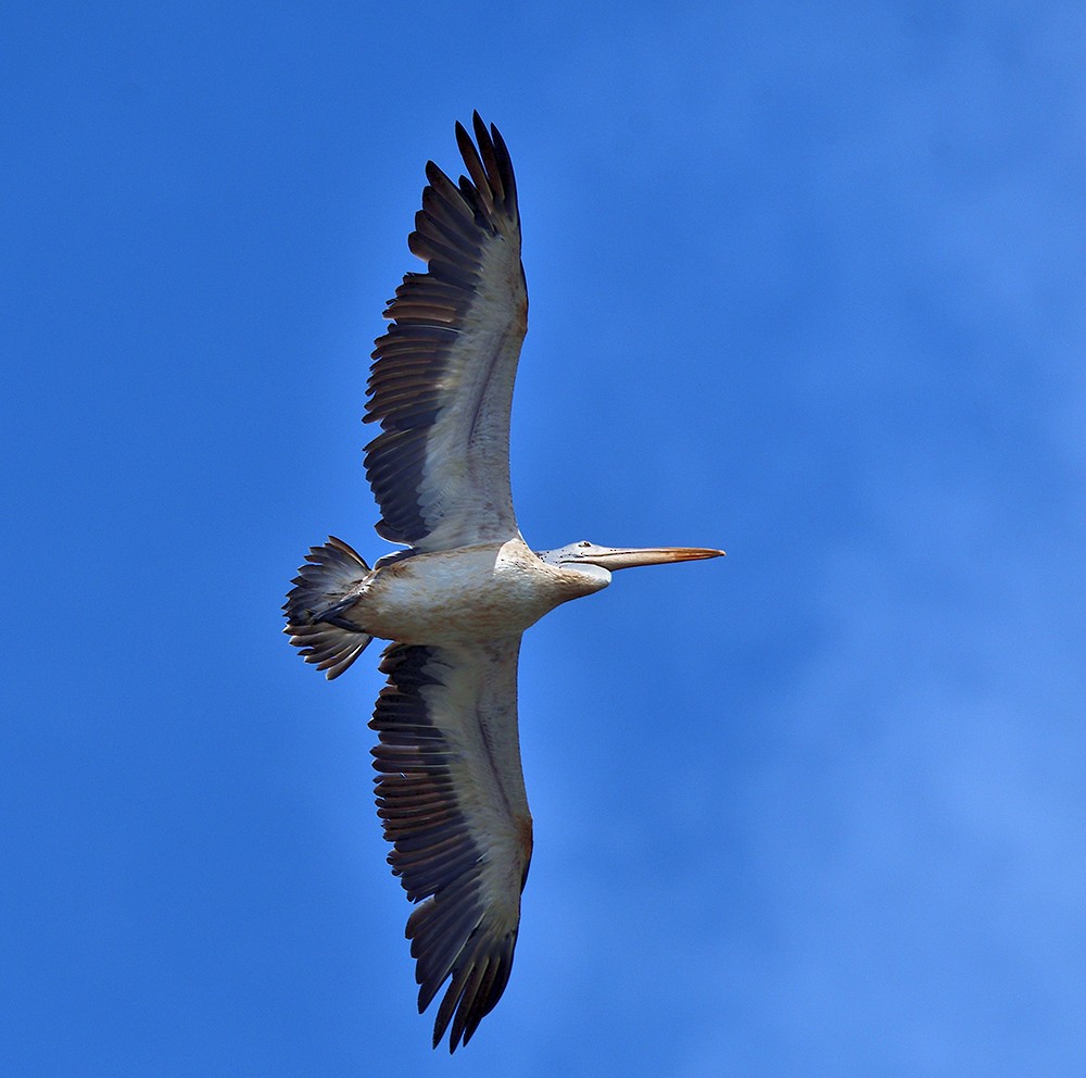 Spot-billed Pelican - ML620332021