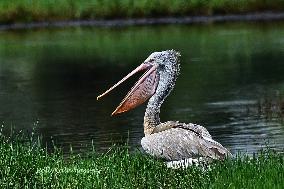 Spot-billed Pelican - ML620332022