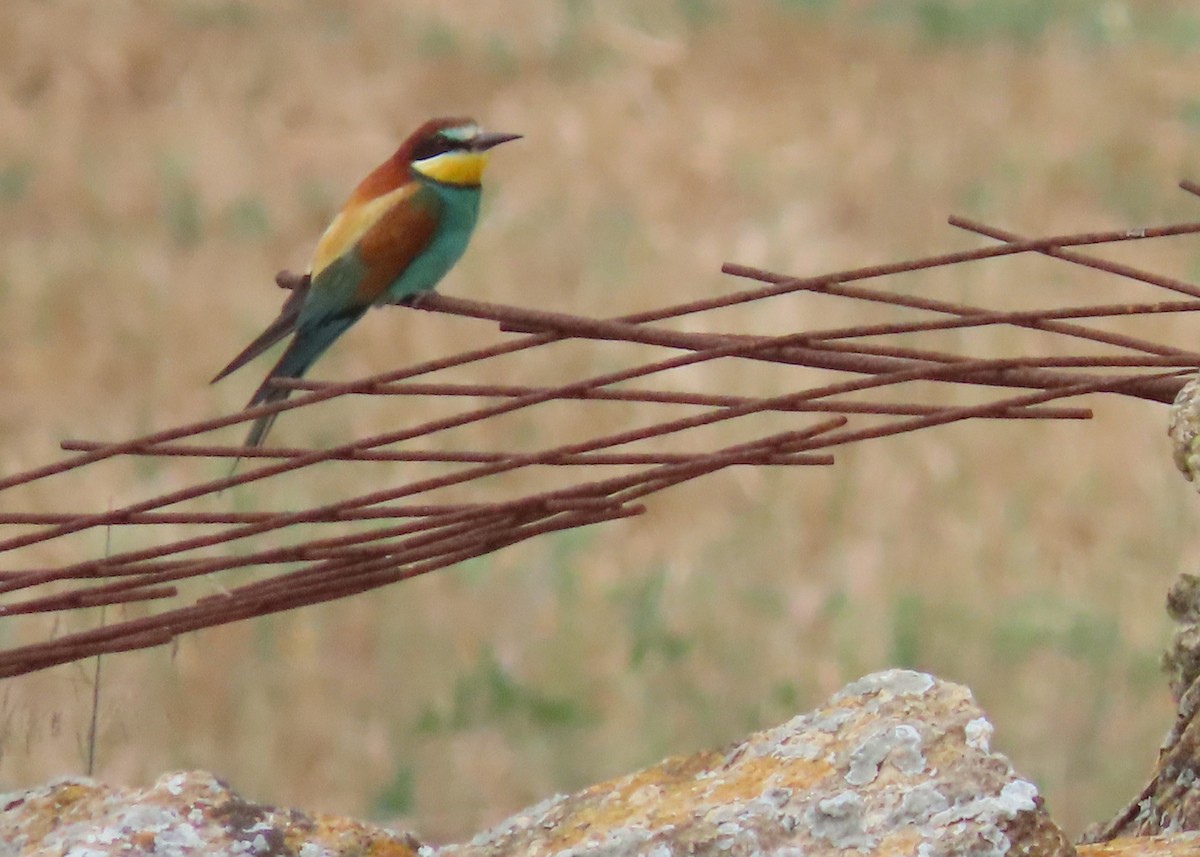 European Bee-eater - ML620332033