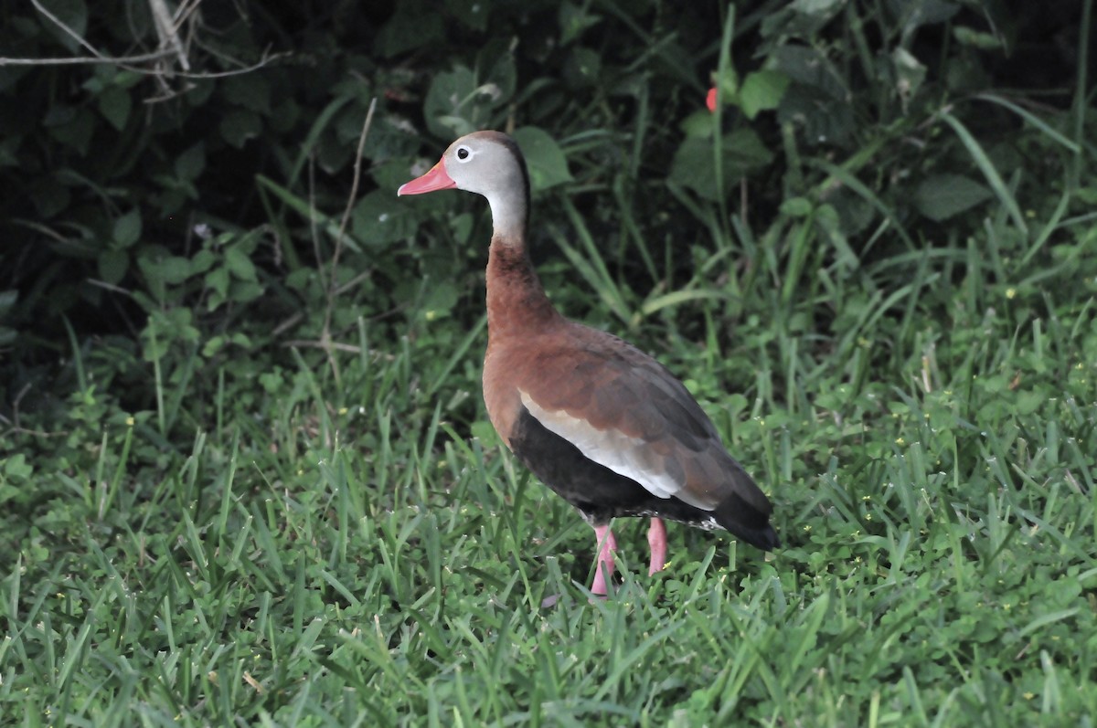 Dendrocygne à ventre noir - ML620332036