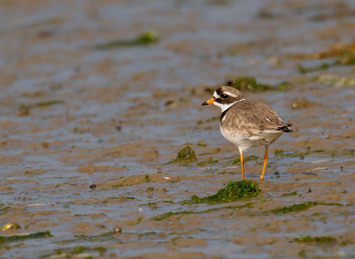 Common Ringed Plover - ML620332049