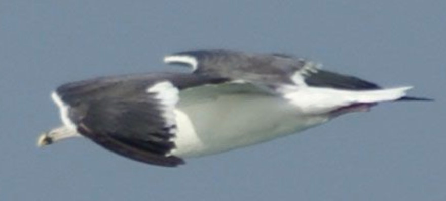 Lesser Black-backed Gull - ML620332058