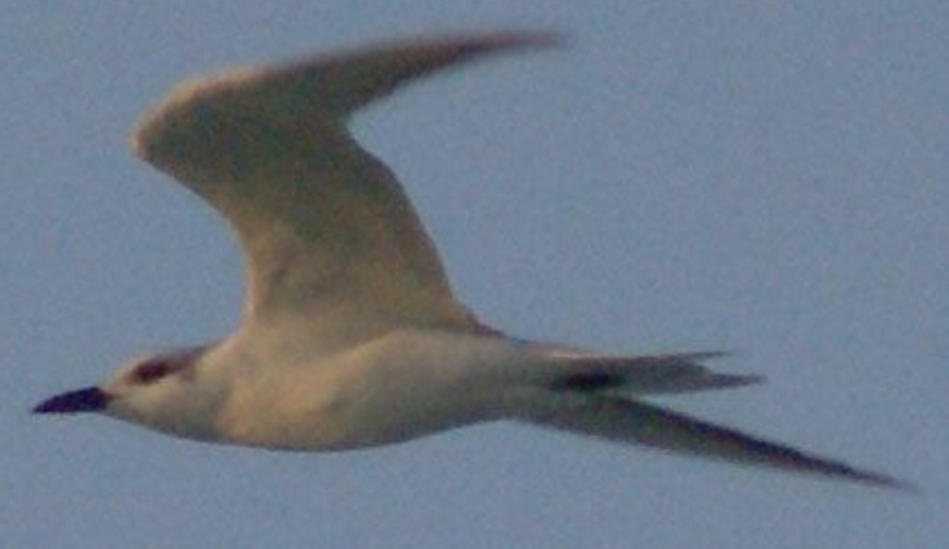 Gull-billed Tern - ML620332063