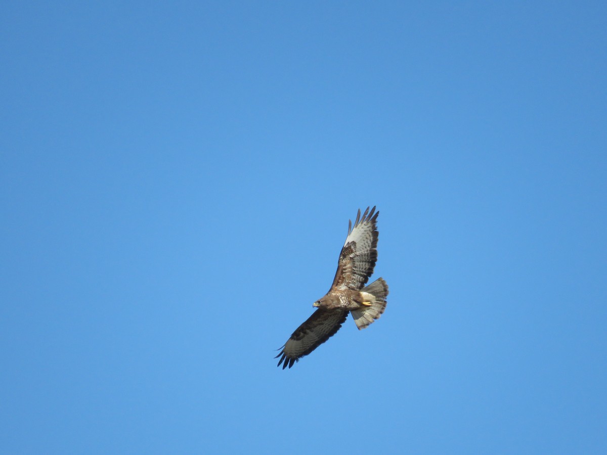 Common Buzzard - ML620332066