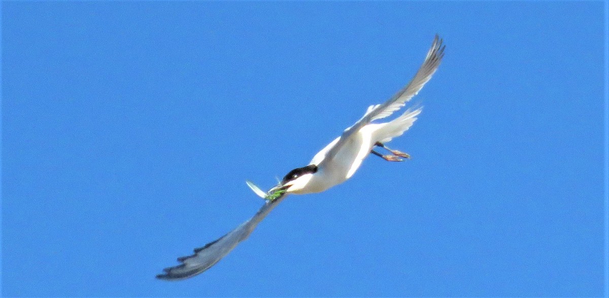 Gull-billed Tern - ML620332069