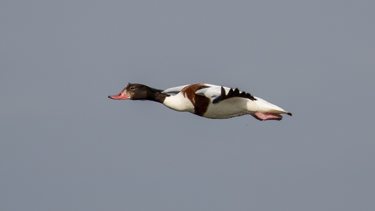 Common Shelduck - ML620332083