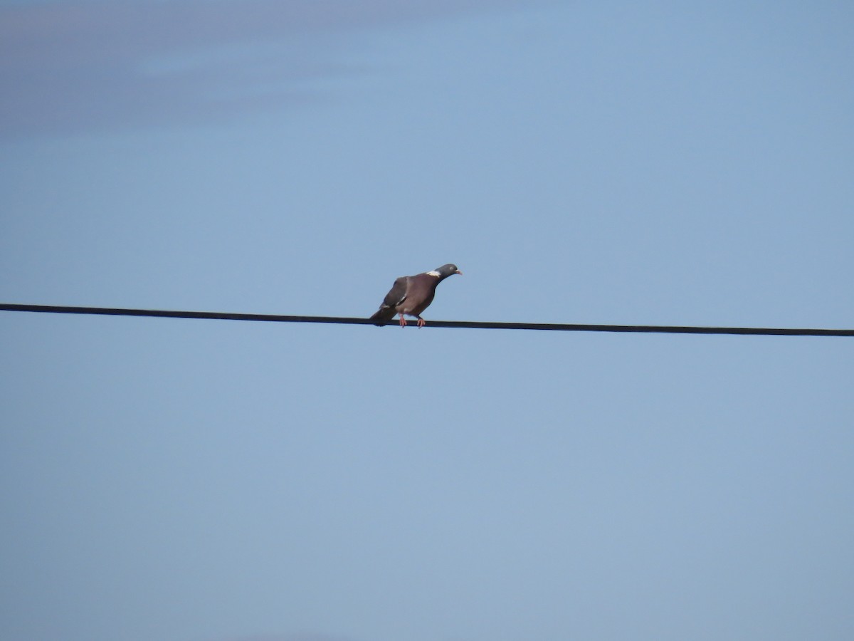 Common Wood-Pigeon - ML620332089