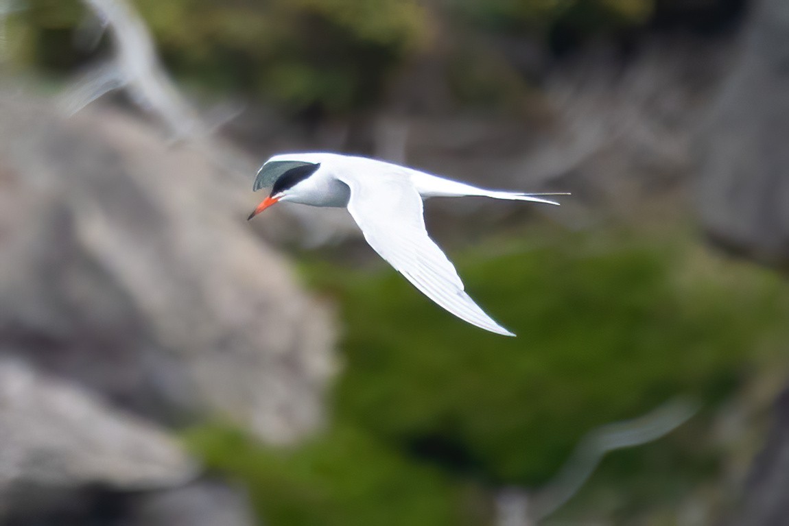 Common Tern - ML620332096
