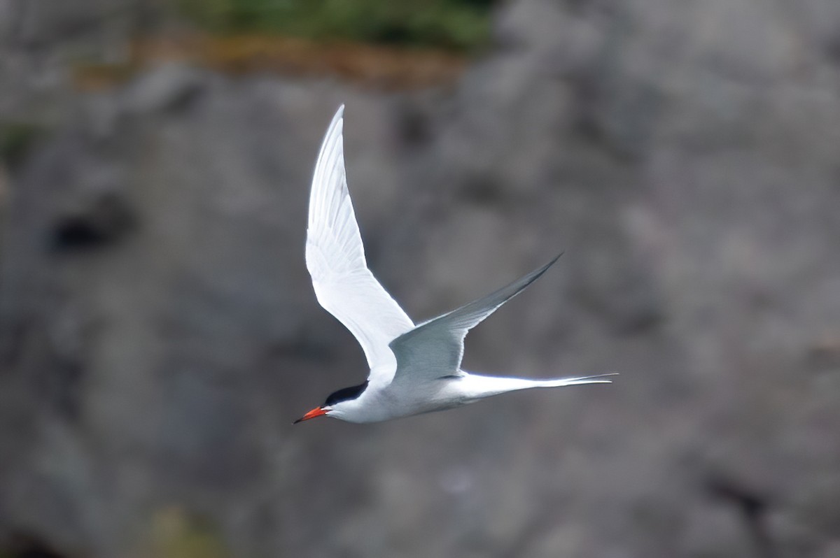 Common Tern - ML620332097