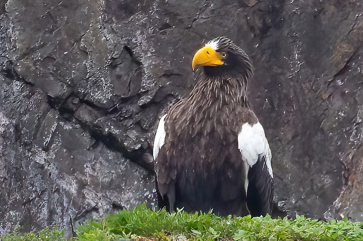 Steller's Sea-Eagle - ML620332107