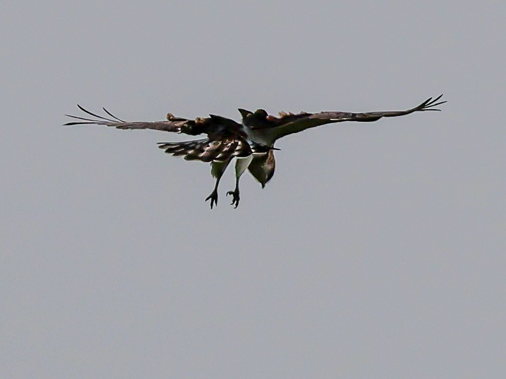 Short-toed Snake-Eagle - ML620332110