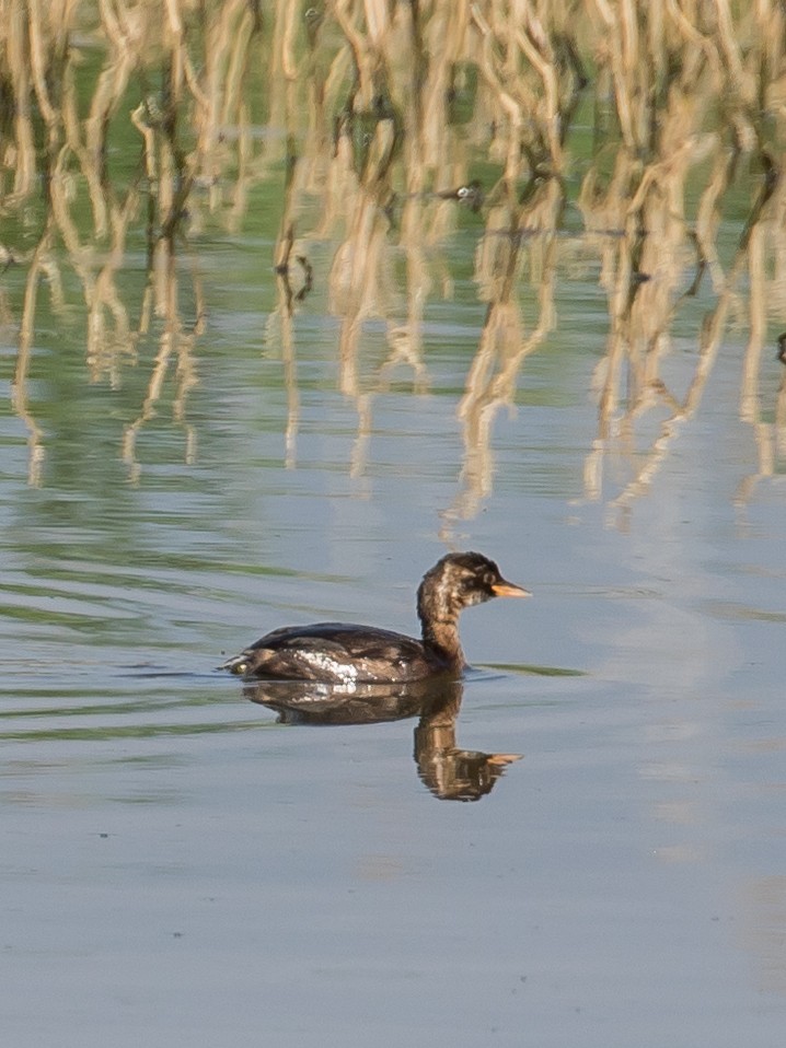 Little Grebe - ML620332118