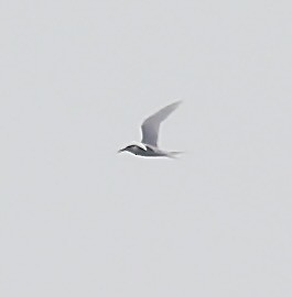 Common Tern - ML620332122