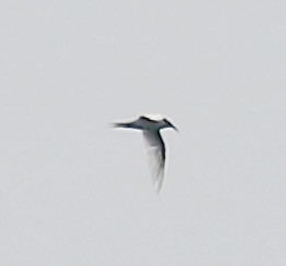 Common Tern - ML620332123