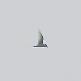 Common Tern - ML620332124