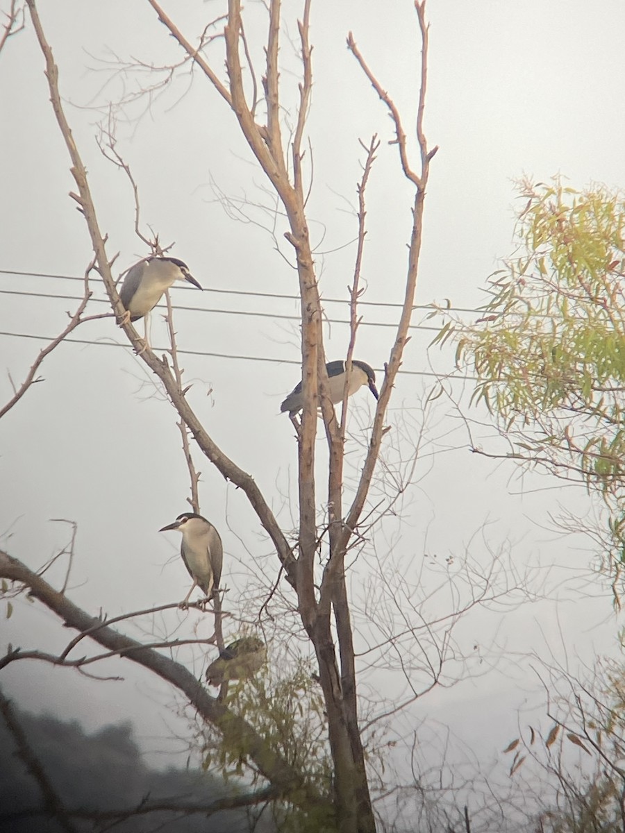 Nachtreiher (nycticorax) - ML620332127