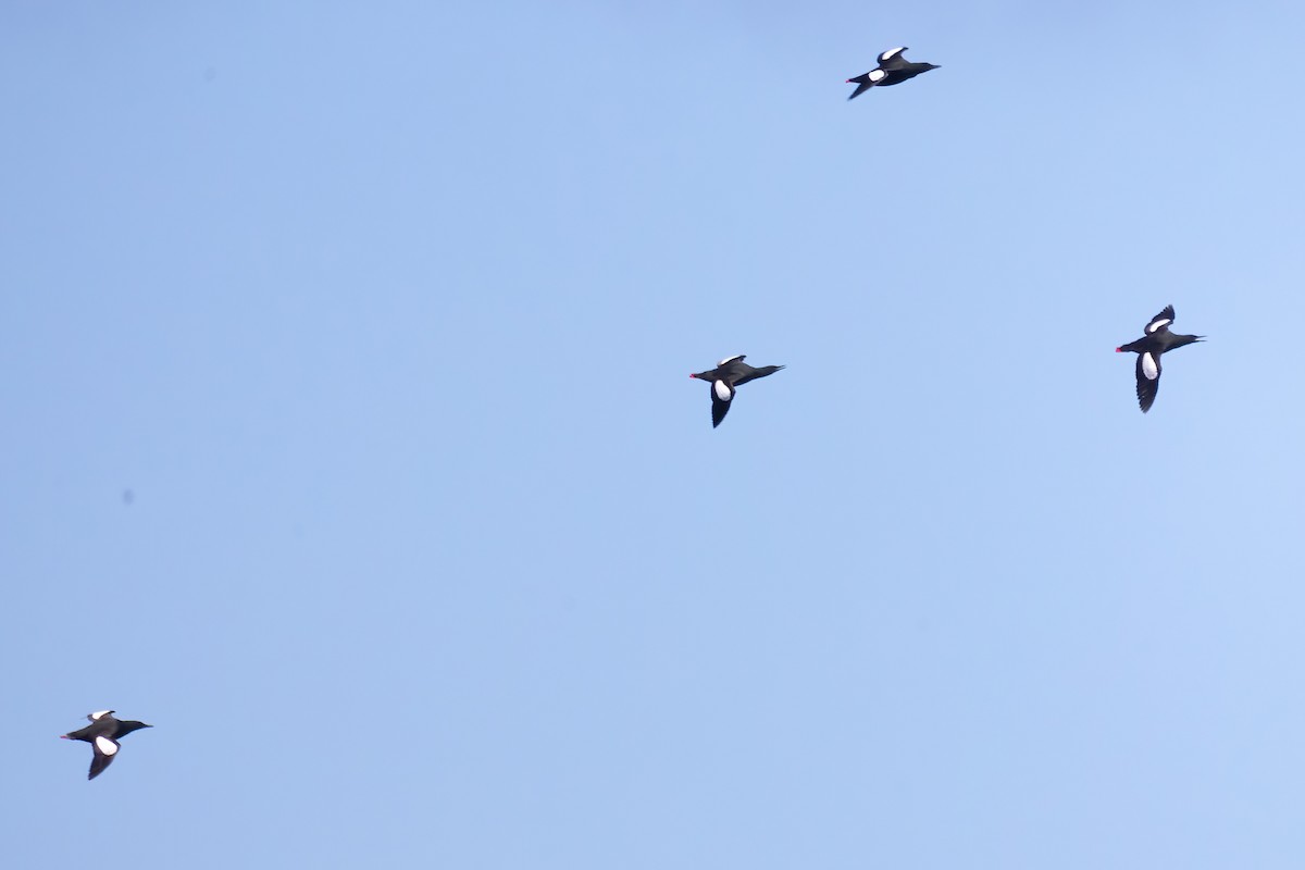 Black Guillemot - ML620332128