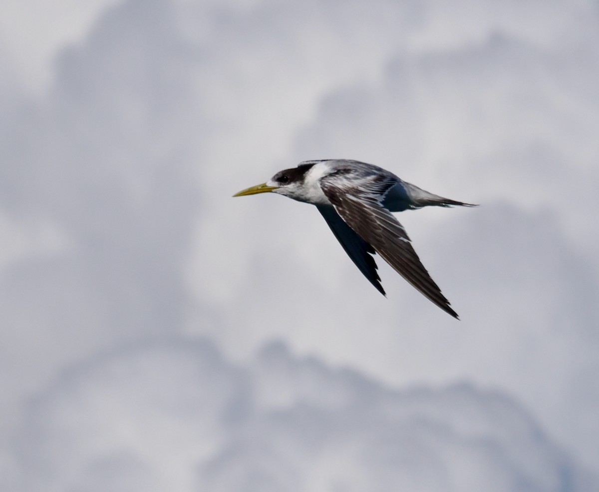Great Crested Tern - ML620332129