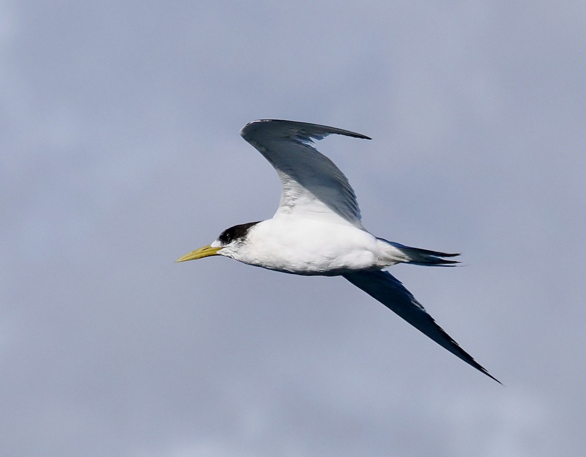 Great Crested Tern - ML620332130