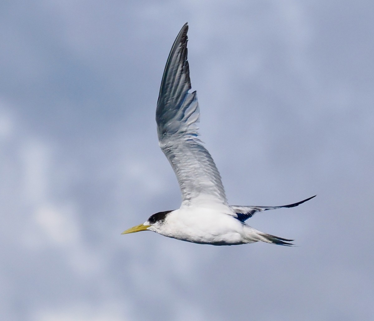 Great Crested Tern - ML620332131
