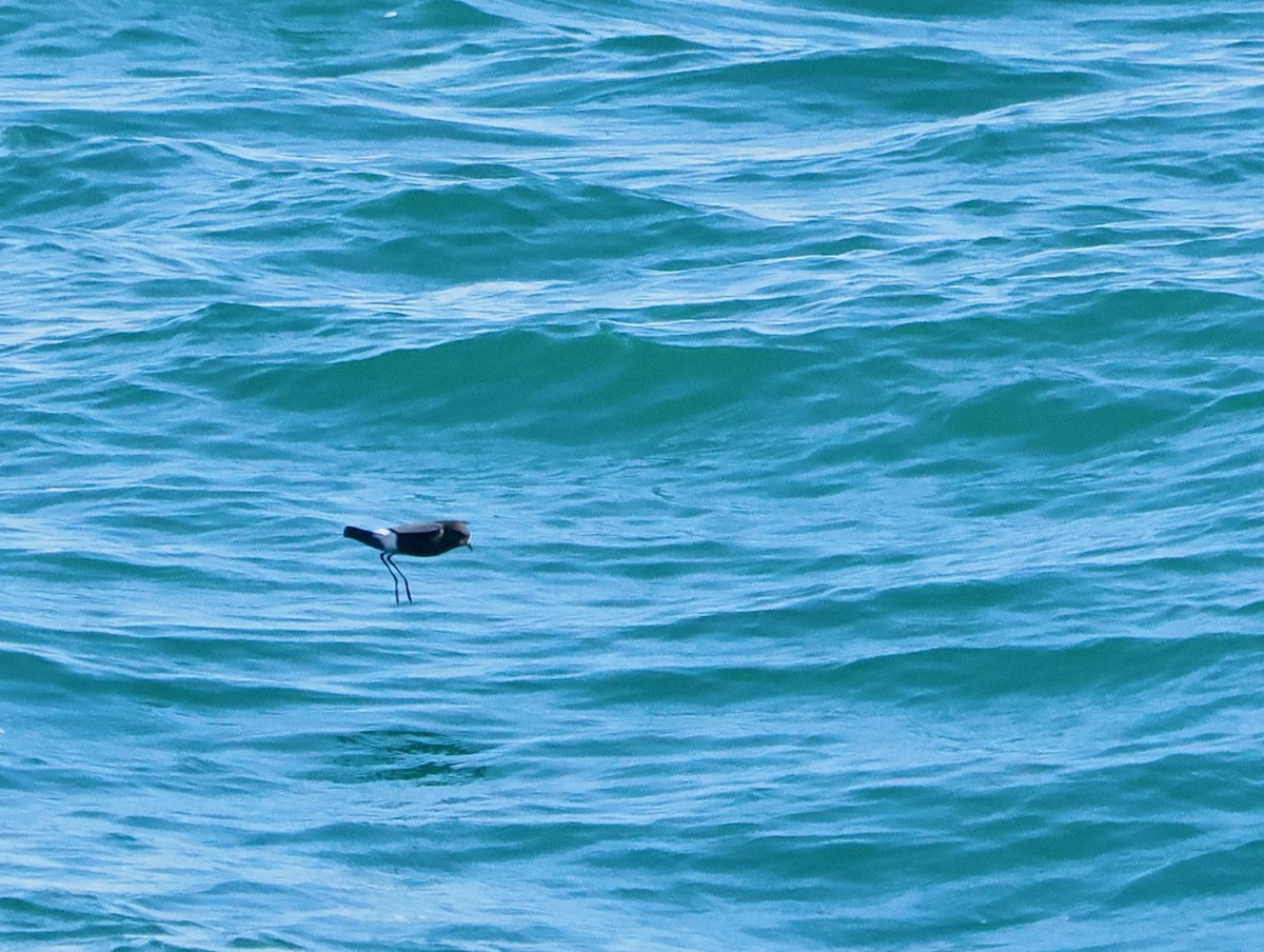 黃蹼洋海燕 - ML620332135