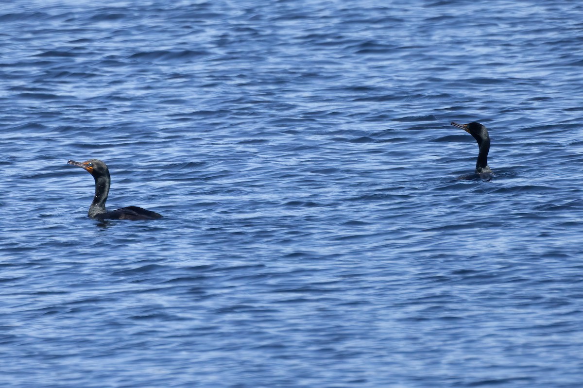 Double-crested Cormorant - ML620332151