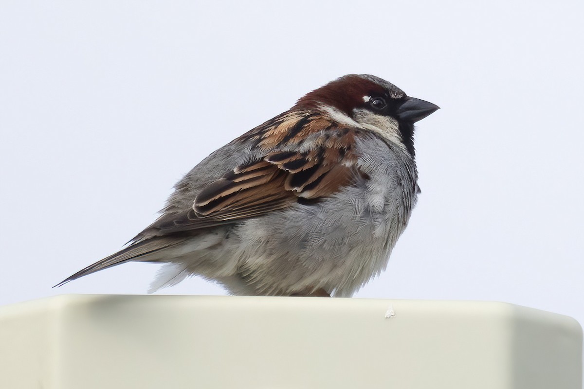 House Sparrow - ML620332152