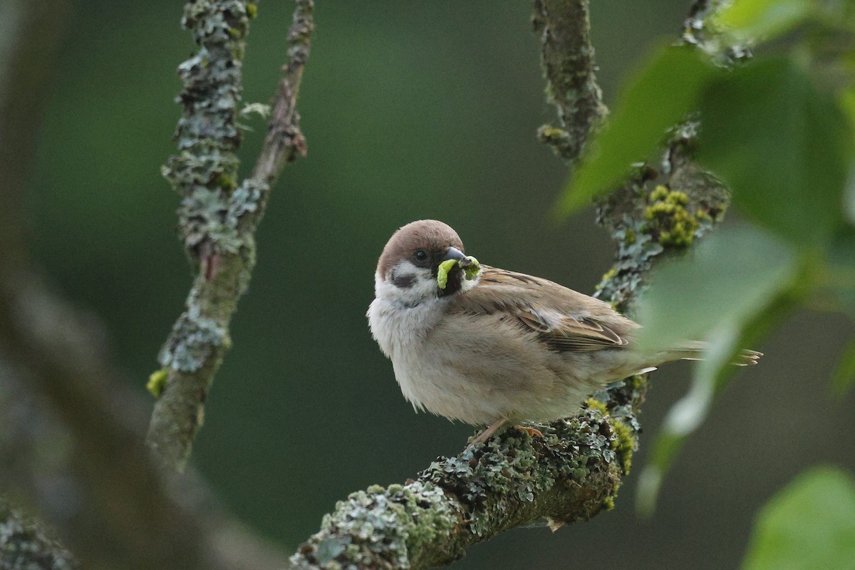 Eurasian Tree Sparrow - ML620332155