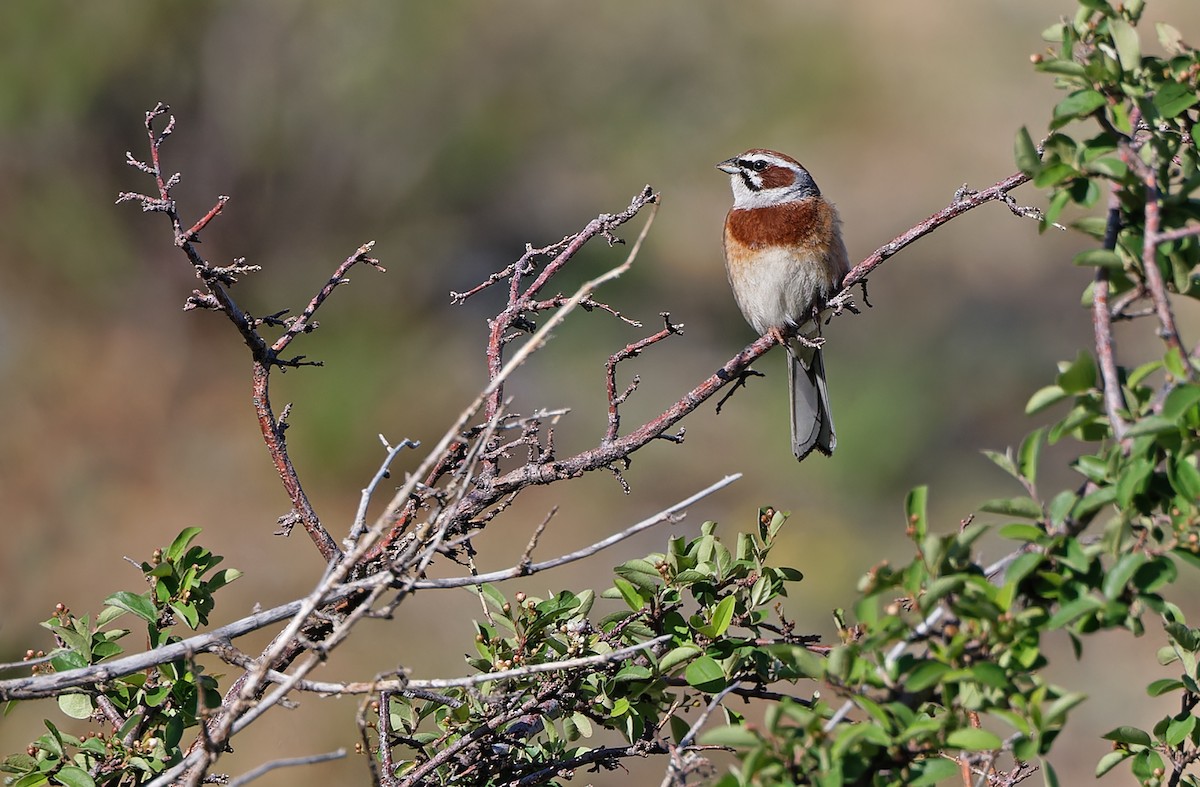 Meadow Bunting - ML620332165