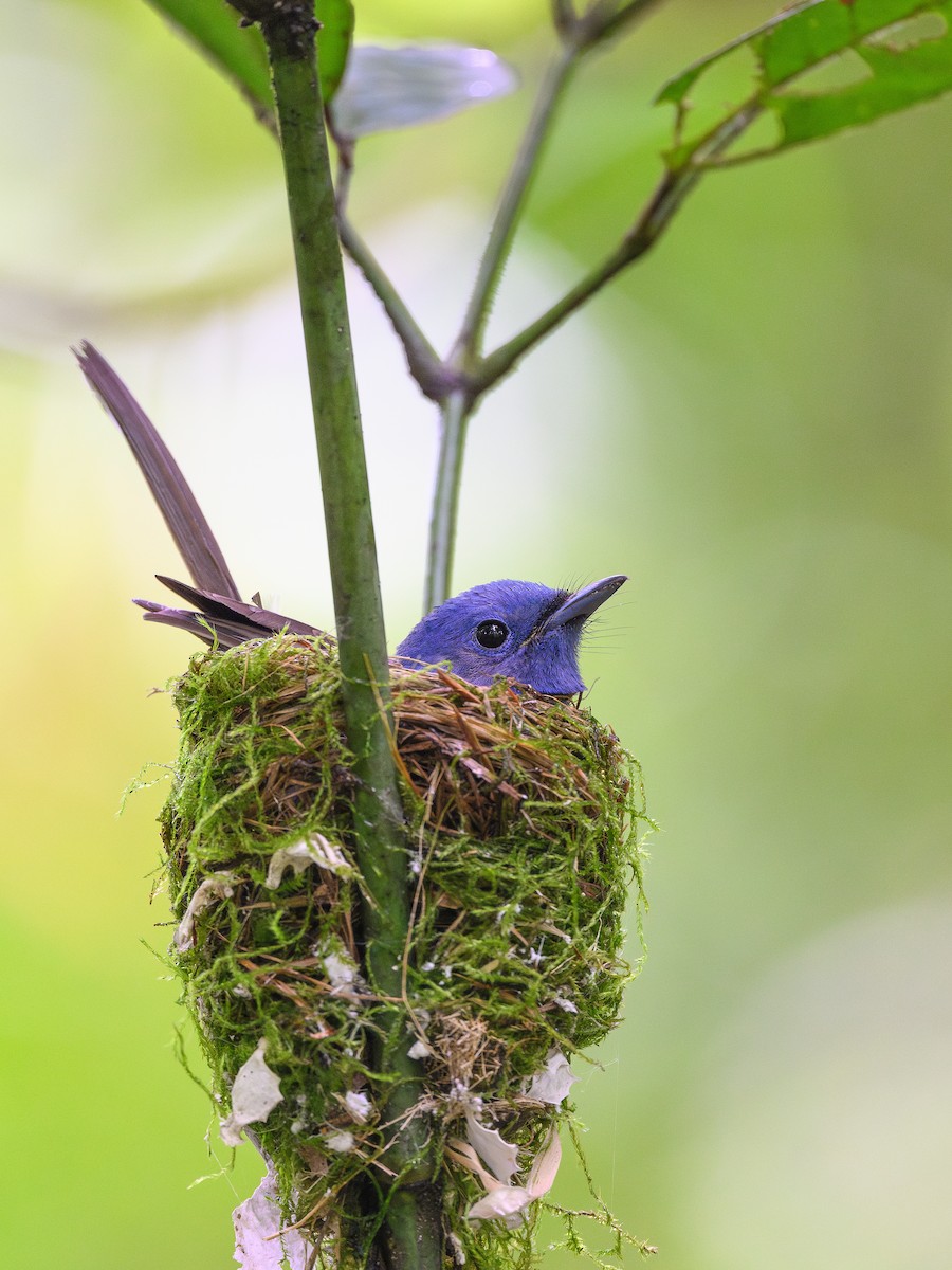 Black-naped Monarch - ML620332168