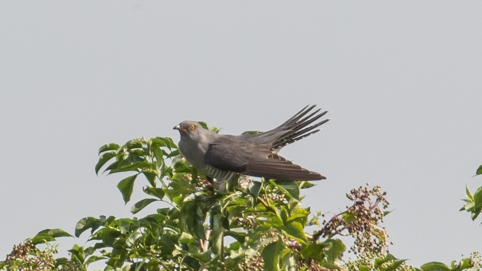 Common Cuckoo - ML620332172