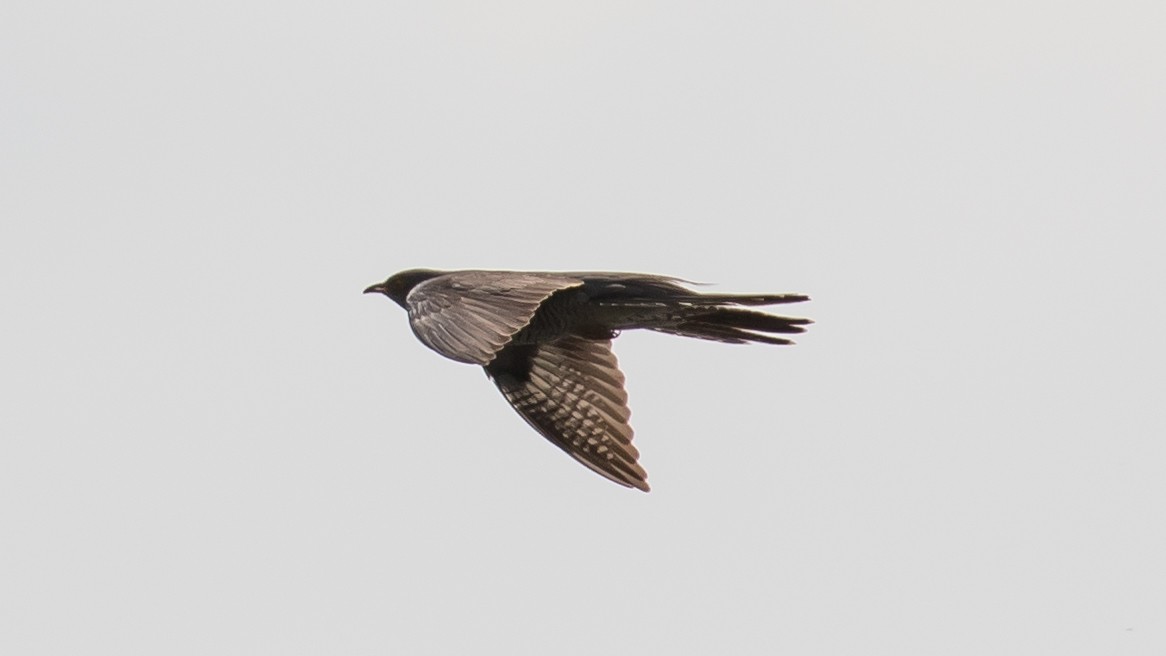 Common Cuckoo - ML620332174