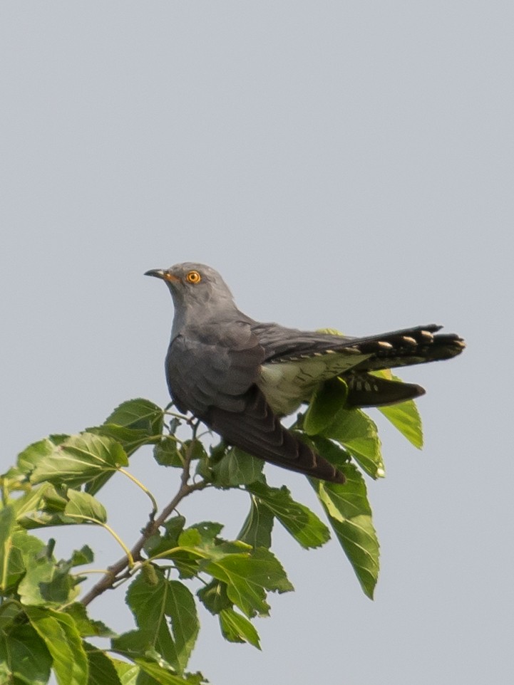 Common Cuckoo - ML620332175