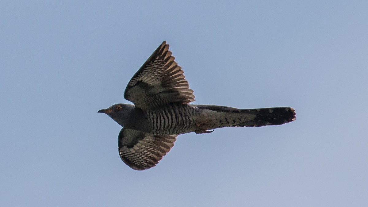 Common Cuckoo - ML620332176