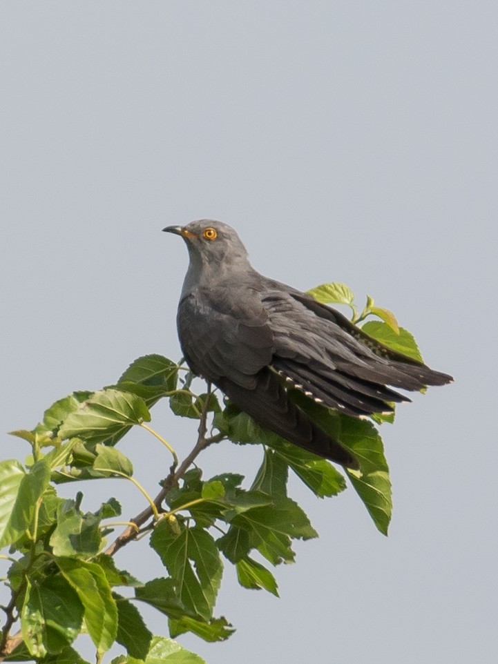 Common Cuckoo - ML620332177