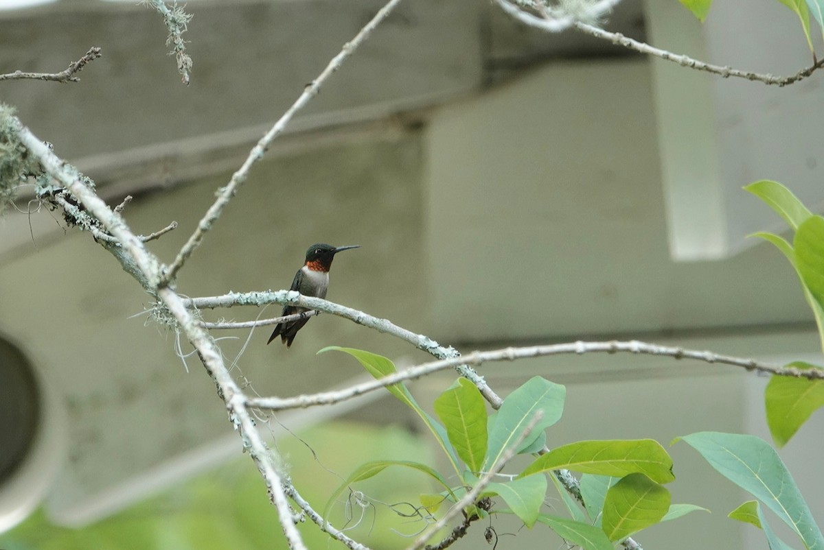 Ruby-throated Hummingbird - ML620332181