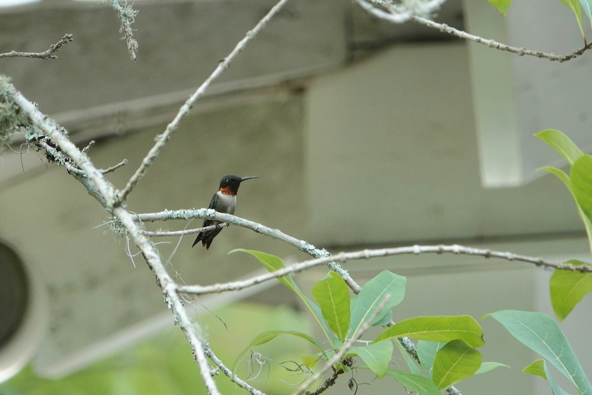 Colibrí Gorjirrubí - ML620332181