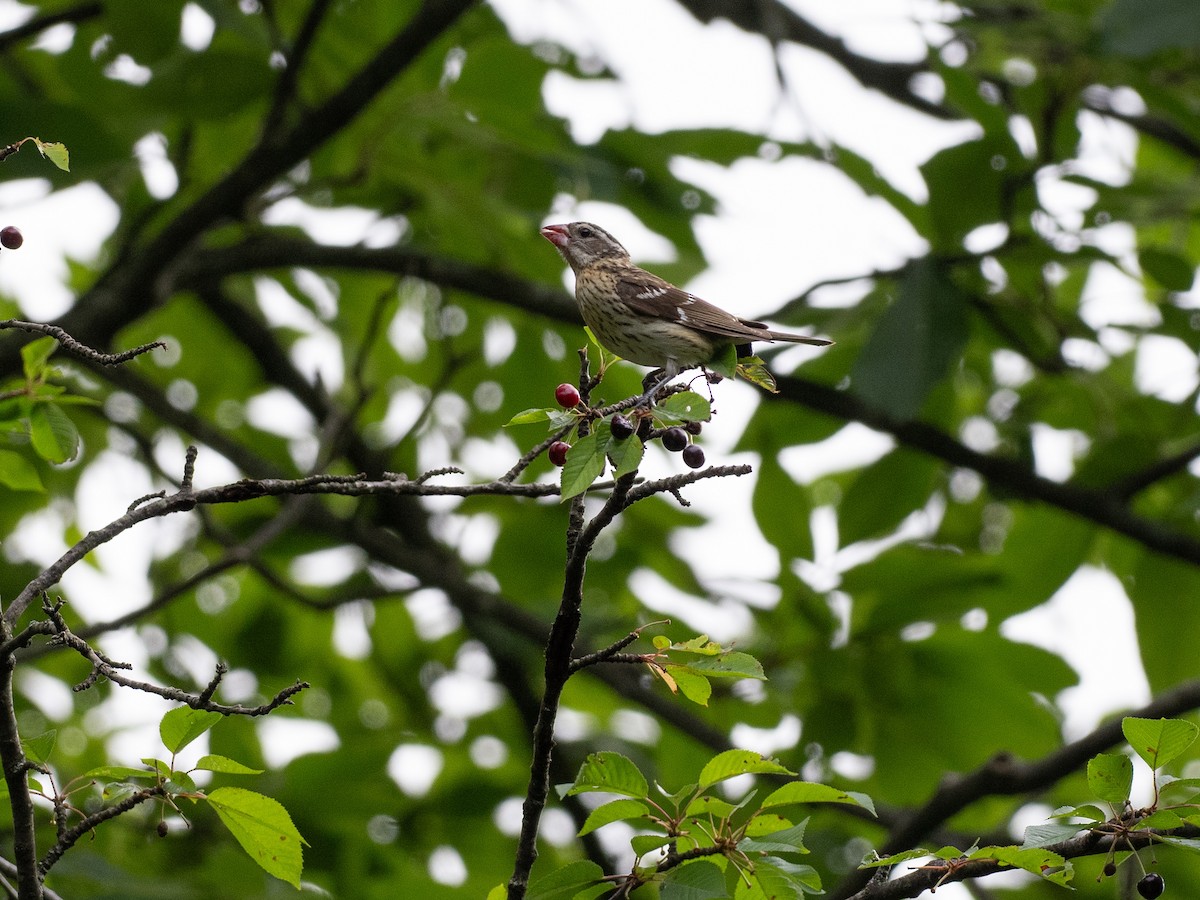 Rose-breasted Grosbeak - ML620332184