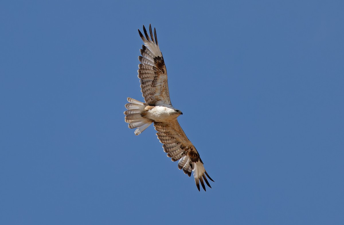 Upland Buzzard - ML620332211