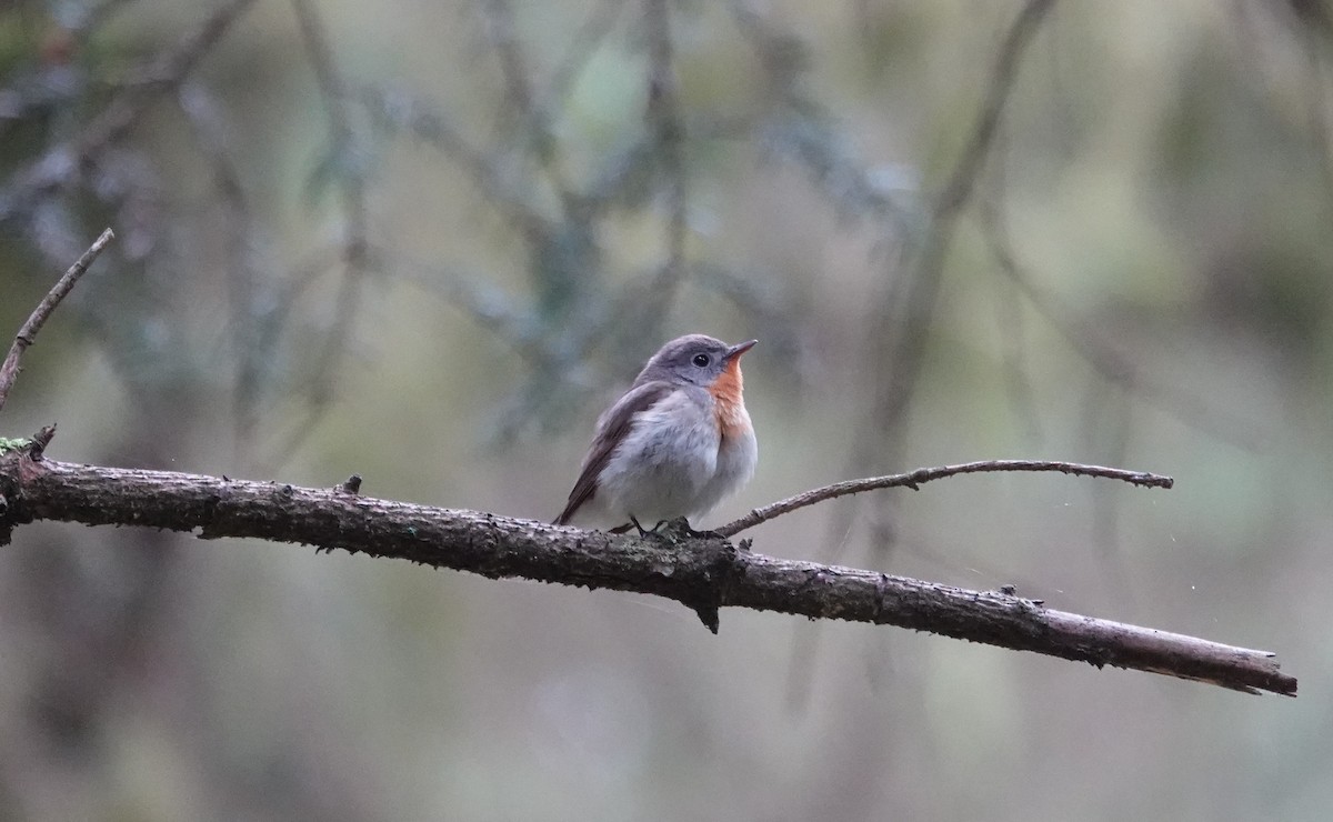 Red-breasted Flycatcher - ML620332212