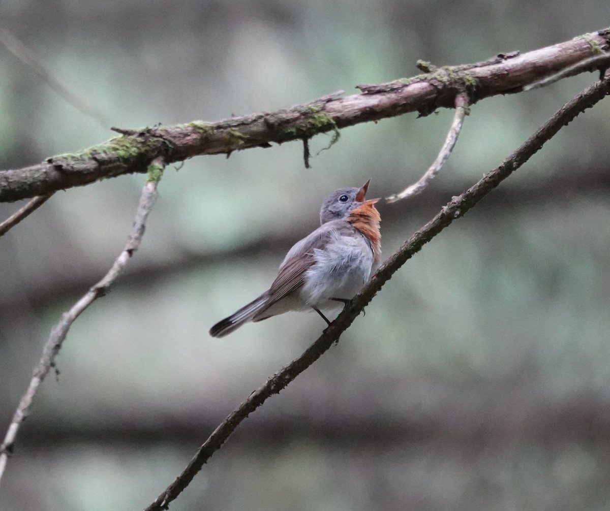 Red-breasted Flycatcher - ML620332213