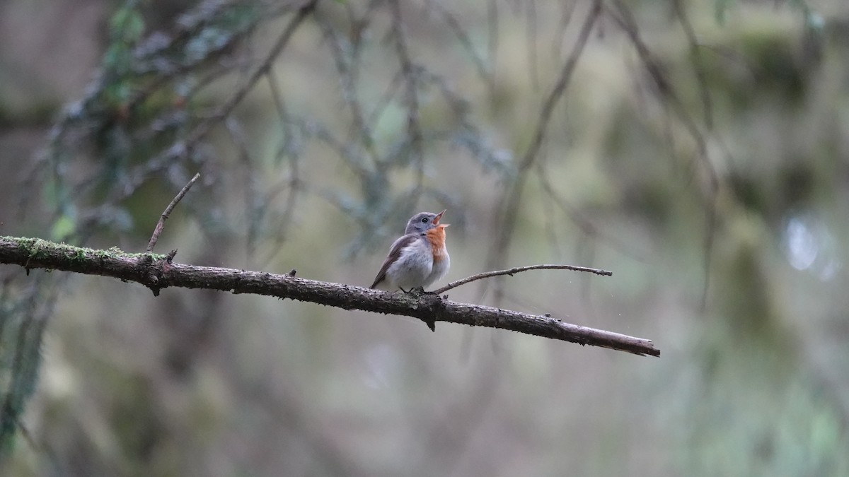 Red-breasted Flycatcher - ML620332216