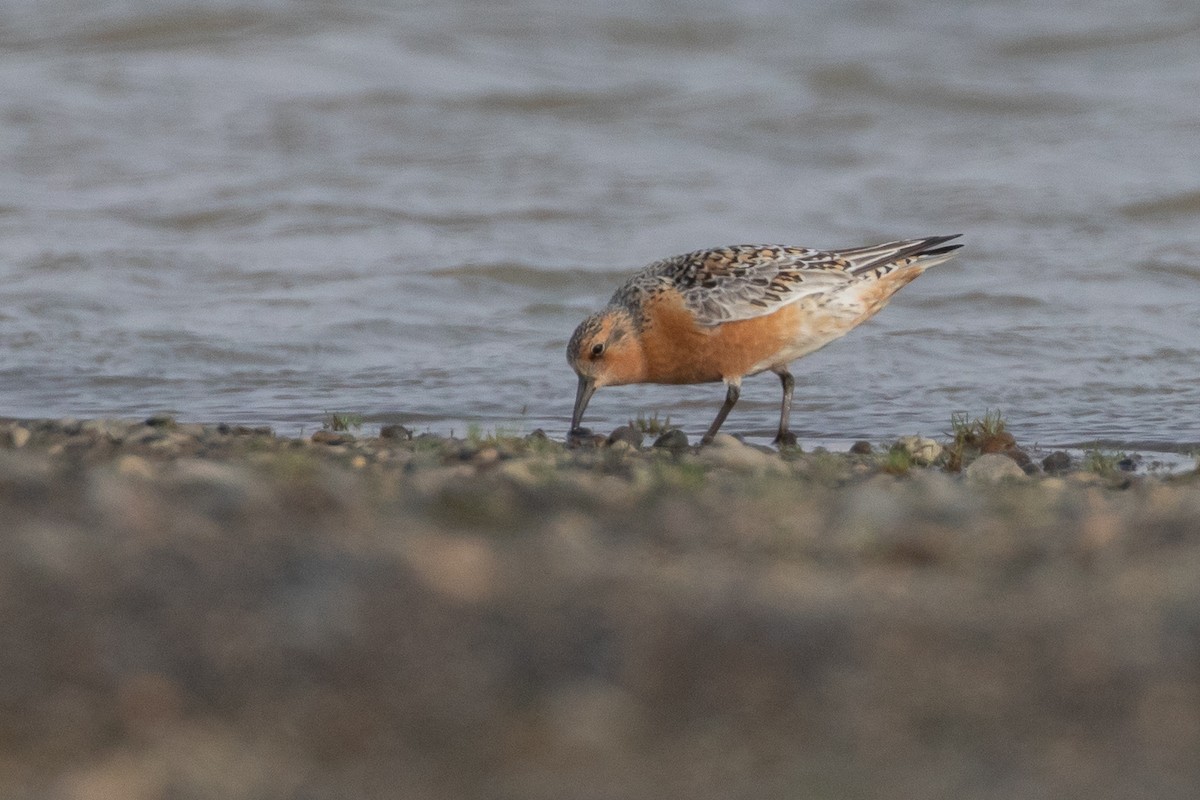 Red Knot - ML620332217