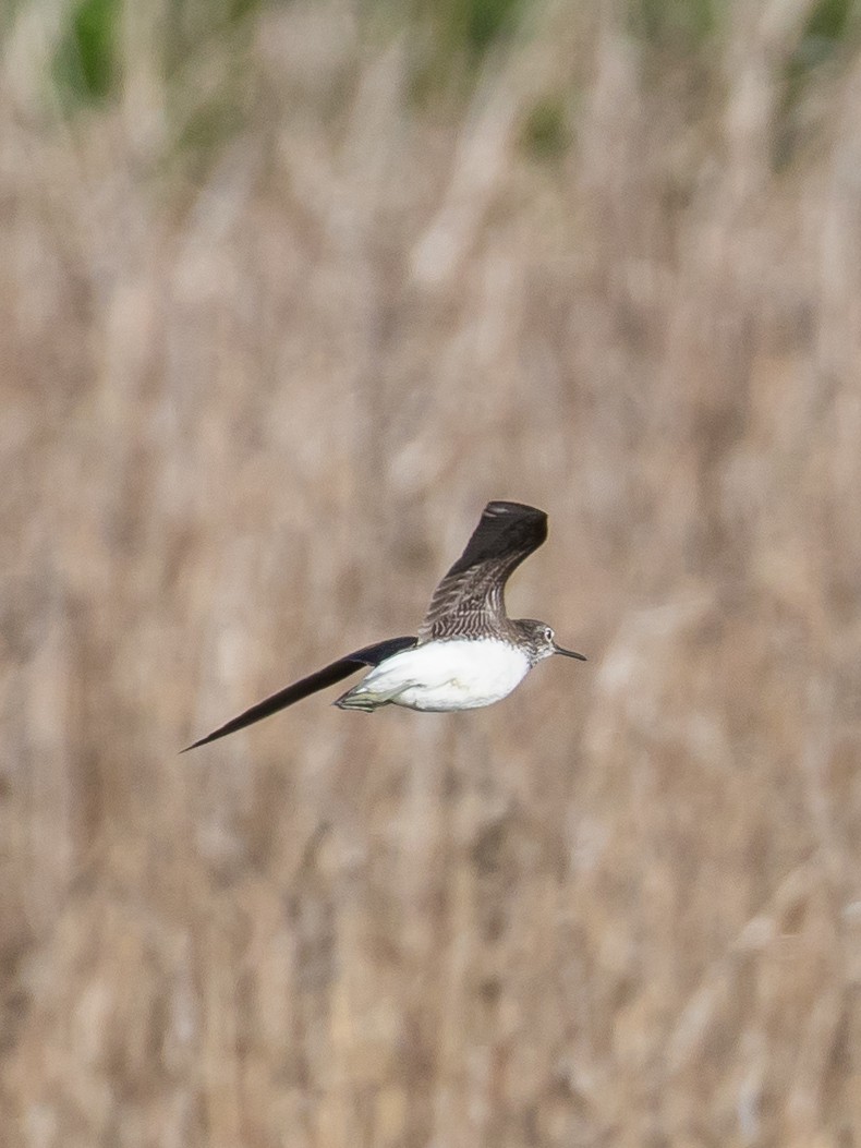 Green Sandpiper - ML620332219