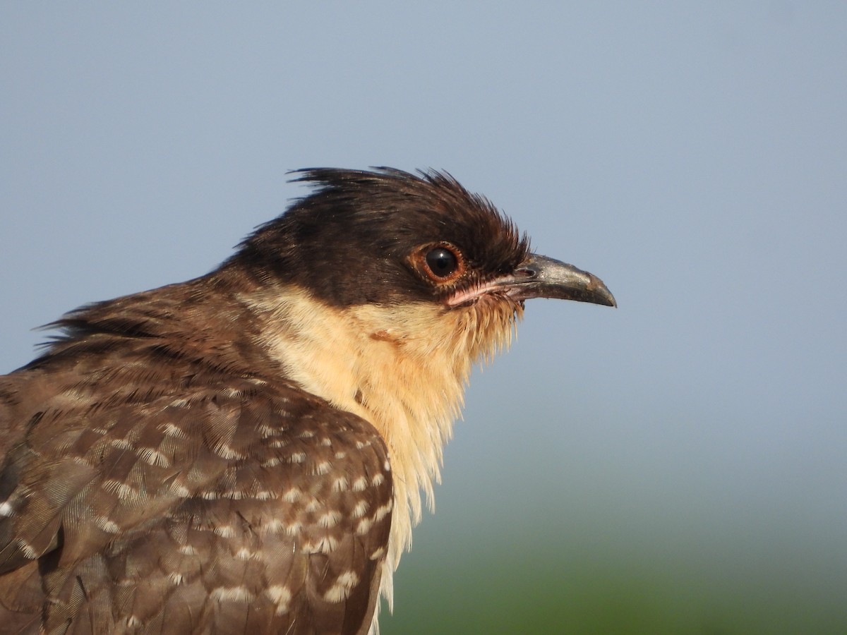 Great Spotted Cuckoo - ML620332227